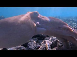 The Octopus and Me: An Unlikely Friendship Underwater