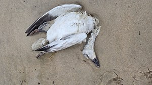 Dozens of dead birds on Delaware beaches likely killed by bird flu