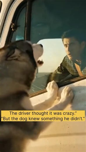 This Husky Ran Into Traffic… and Saved Every Life 😱