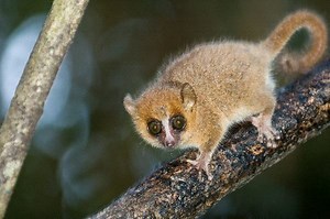 Mouse lemur - Alchetron, The Free Social Encyclopedia
