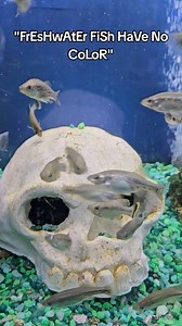 22K views · 737 reactions | Freshwater fish always get a bad rap for...