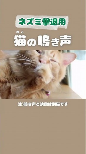 ネズミ撃退用 猫の鳴き声｜デブ猫映像 2ひき目