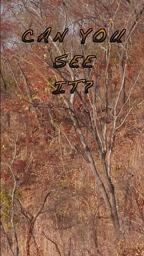 LEOPARD HUNT #hunting #leopard #africansafari #hunt #biggamehunting #dangerousgame