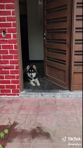 Marshall sabe contar. #alaskanmalamute #puppy #tricks #dog #doggo #cute #wait #perro #truco #like