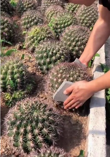 Harvest Beautiful Cactus Plant 🌵