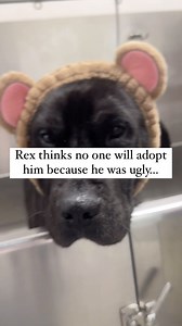 71K views · 109 reactions | Adopt Rex! Applications are open to anyone in the US and Canada - transport is available for him. Fill out an application ⭐️go to the link in our bio ⭐️go to our website ⭐️send us a message He deserves a family of his own to love on him and cuddle him every morning and night. He is full of so much love and truly beautiful on the inside and outside. #adoptdontshop #adoptadog #rescuedog | Luck's Rescue | Facebook