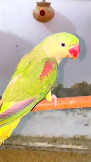 Raw Parrot #parrot #birds #animals #pets #youtubeshorts #shrots #zooathome