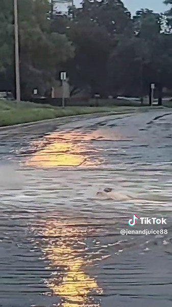 Awesome possum! #foryou