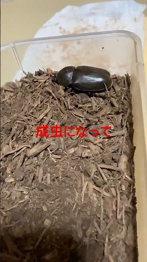 カブトムシの雌が、蛹から羽化したよ‼️動き方が、ぎこちなく可愛い😍丁寧に飼育してみよう。(^｡^)#カブトムシ飼育#蛹#羽化