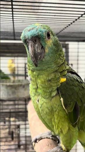 Blue-fronted Amazon – beauty, brains, and personality 🦜💚 #parrot #amazon