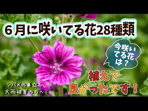 『ガーデニング』６月に咲いている花28種類🌸植えて良かった花‼️