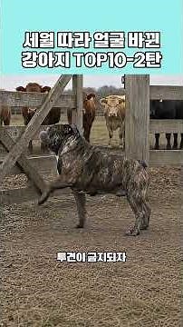 Dog Breeds That Look Completely Different Than 100 Years Ago: TOP 10 (5 to 1) #Dogs #AnimalFarmDo...