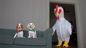 Beagle dog battles giant chicken prank with puppy chaos