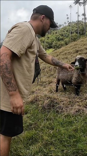 The Grass Was Greener on My Side 🐑 | Cocora Valley, Colombia 🇨🇴 #colombia #fyp #travel #reels