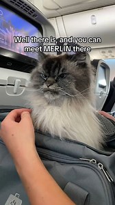 8.6K views · 553 reactions | We’re so excited to have Merlin Ragdoll at CatCon 2023 Aug. 5-6! Link to ticket in the comments! #cats #catcon2023 #catcon #mycatconstory #catconworldwide | CatCon Worldwide | Facebook