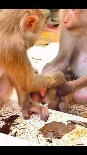 Monkey species: The Bad Guy and the Clever Monkey