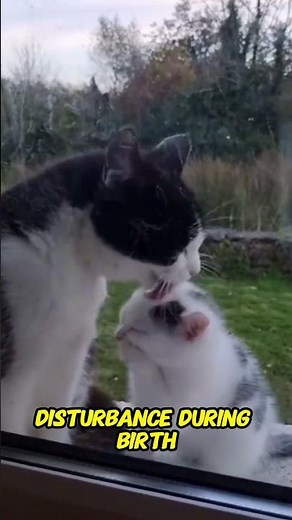 Why Do Cats Eat Their Own Kittens? The Shocking Truth Behind This Behavior