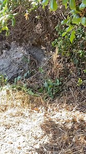 1.7K views | Ground squirrel sends a gopher snake packing While they...