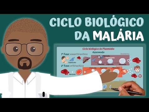 Ciclo Biológico da MALÁRIA (Plasmódio) | PARASITOLOGIA ILUSTRADA