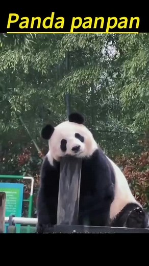 Many pandas on TikTok