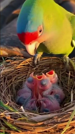 "Unbelievable Parrot Egg Hatching Time-lapse From Egg to Baby Parrot" #YouTubeshorts #birds #shorts