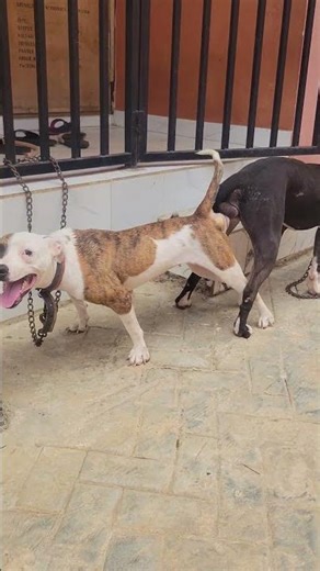 dog mating process how they mate