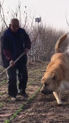 #dog #dogs #funnydog #funnydogvideos #dogsvideo #foryou #fyp #dogvideo #foryoupage #bigdog #funnydogvideo #dogvideosfunny #dogsoftiktok #doglove