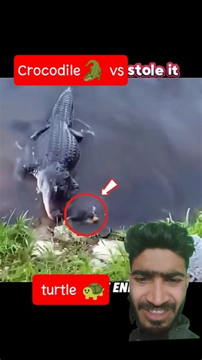 Crocodile 🐊 vs turtle 🐢 #shorts #viral