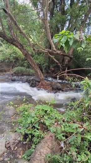 River Flow sounds|| Relaxing River Sounds| Peaceful Forest River|Forest-- HD 1080p - Nature Video