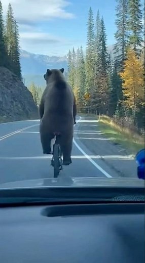 Dashcam Captures GRIZZLY BEAR Riding a Bike 😂🐻🚴🇨🇦