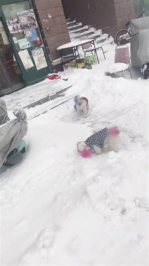 Tiny Dogs First Time Playing in Snow ❄️🐶 | Cutest Moment Ever!#mychannel