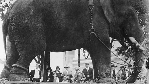 The time Tusko the elephant was abandoned at the Oregon State Fair