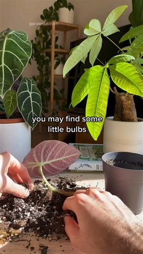 Tips for Gardening 🌸 Simple tricks to make your plants healthier, your blooms brighter, and your garden thrive all year long! 🌼✨ Got it? 👉 Know someone who’s into gardening? Tag them or share this with them — let’s grow together! 💚 Share and follow for more practical flower care and gardening tips! 🌱🌸 #progardening #gardeninspiration #flowers #garden #plant #gardening #green #houseplants #plantlover #indoorplants #flowers #garden #plants #plantlife #gardener #gardenlove #mygarden #green #g