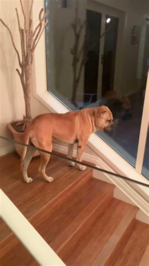 Douglas being angry at his reflection. #bullmastiff #dog #mastiff