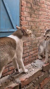 Angry Cats Sound | Cat Fight Sound effects #shorts