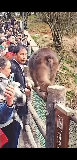 The Angry Monkey 🐒🐒🐒🐒 #monkey #monkeymemes #monkeys #angrymonkey #fbreels23 #reelsvideoシ #stangoworldentertainment #reelsviralシ #theendtimecommander #viralreels #fbreels #foryoupageシ #foryouシ #viralvideo #viralreelsfb #reel #reelsfacebook | Stangoworld Entertainment