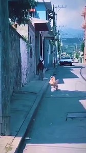 170K views · 303 reactions | Donkey vs dog #donkey #dog #donkeys #reels | Sole Nero | Facebook