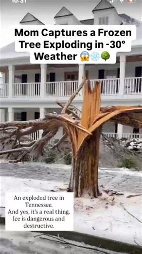 Mom Captures Exploding Trees in -30° Weather 😱❄️🌳