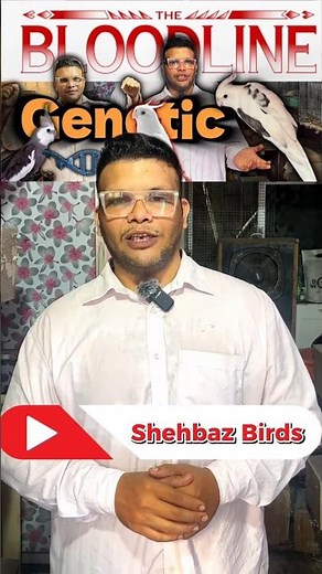 Cockatiel Genetics Explained in Detail 🧬 | Mutations, Colors & Breeding Guide