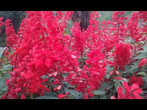 Salvia - Salvia Splendens - Scarlet Sage..