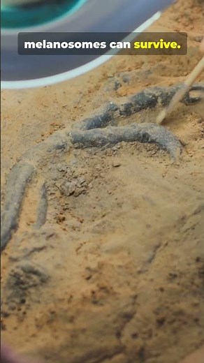 What Do Fossils Tell Us? 🦴