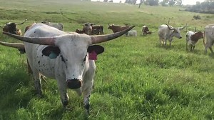 Checking the spring herd is easy when the cattle are this gentle. We have ai’d many of these and we are awaiting results from Scott’s efforts. Lots of great possibilities for great calves in 2021. Kanstar is out with the herd now. | Schumacher Cattle, LLC