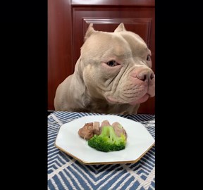 Adorable Dog Chomps On Broccoli And Beef