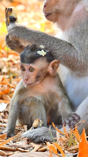 1.8K views · 33 reactions | I present you the newest fur decor, made of 100% natural resources #LovelyMonkey #BeanMonkey #ButtonMonkey #Monkeyreels #AmberTroop | Lovely Monkey | Facebook