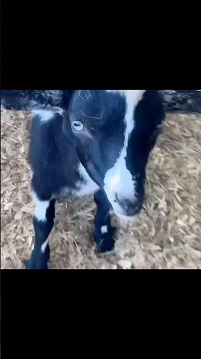 Petting the petting zoo animals