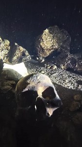 Ancient Mayan sacrifice site has a special kind of silence, hidden in the jungle of Yucatan Divers @petar_klovar & @maverick2go @tiibitours - for secret spots and adventures 🙏 @thisworldmyview watching our back 💪 #Cenote #Underwater #Adventure #MayanHistory #Echoe #UnderwaterWorld #freediving #CenoteBones #MementoMori #Mexico #cenotes #Deep #Diving #JourneyThroughTime #LifeAndDeath #differentperspectives #onebreath #liveyourlife #onebreath | Vitomir Maričić