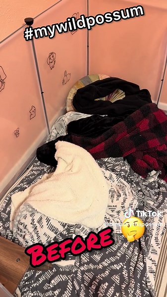 Unlikely Friendship: My Best Friend the Possum