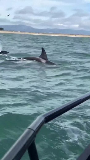 17K views · 1.1K reactions | Orca time!! Don’t miss out on our Killer Whale season, it’s truly a once-in-a-lifetime experience. #amazing #sea #ocean #whale #Kills #fyp #foryou #humpbackwhale #nature #virals #viralshorts | Ocean.Tour | Facebook
