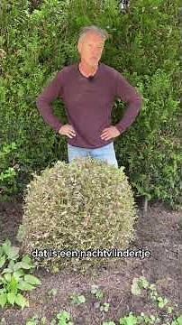 The boxwood in late April/early May | Garden manners #gardening #gardening #gardenmanners #boxwoo...