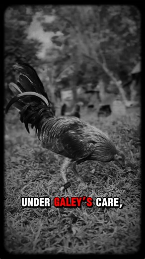 The Boston Roundhead bred by Greg Galey is remembered as one of the finest examples of careful breeding and preservation. Greg Galey’s dedication to this bloodline showed in the quality and consistency of the birds he produced, keeping alive one of the most respected families in gamefowl history. What set the Boston Roundhead apart was its balance, style, and strong heritage. Under Galey’s care, these birds were bred with a focus on maintaining purity and desirable traits, making them a standout